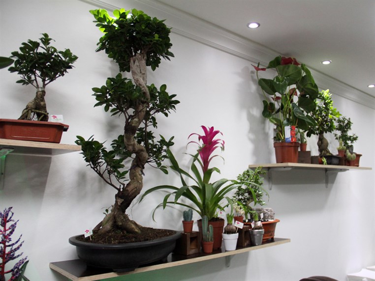 Opening of Zanbak Flower Boutique 